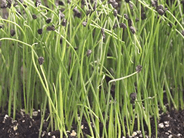 Chives - Microgreens Seedst
